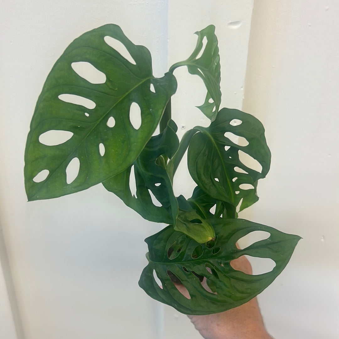 Monstera 2.5”