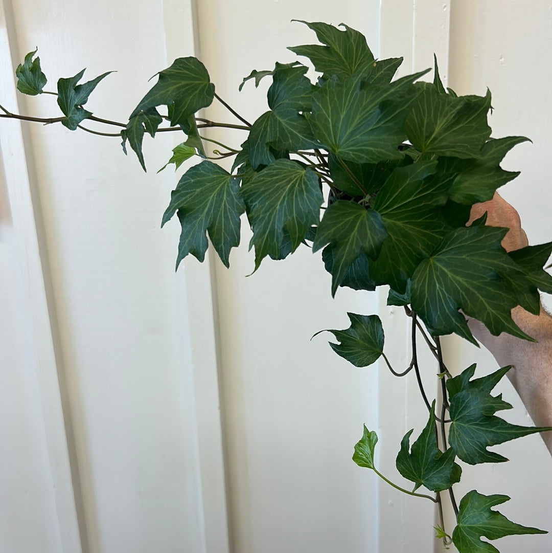 Ivy, 4”