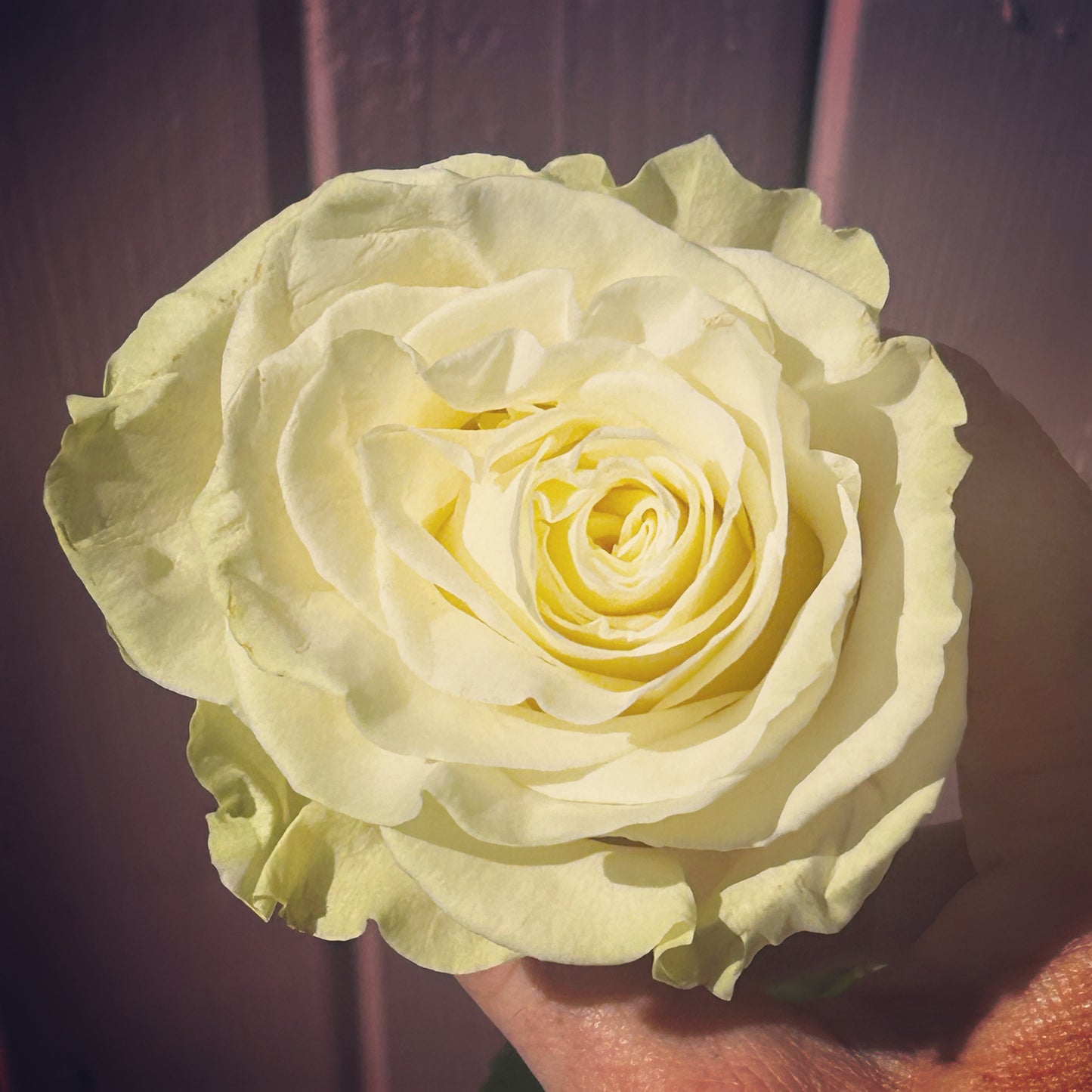 The Saint Rose Arrangement (rose bouquets)