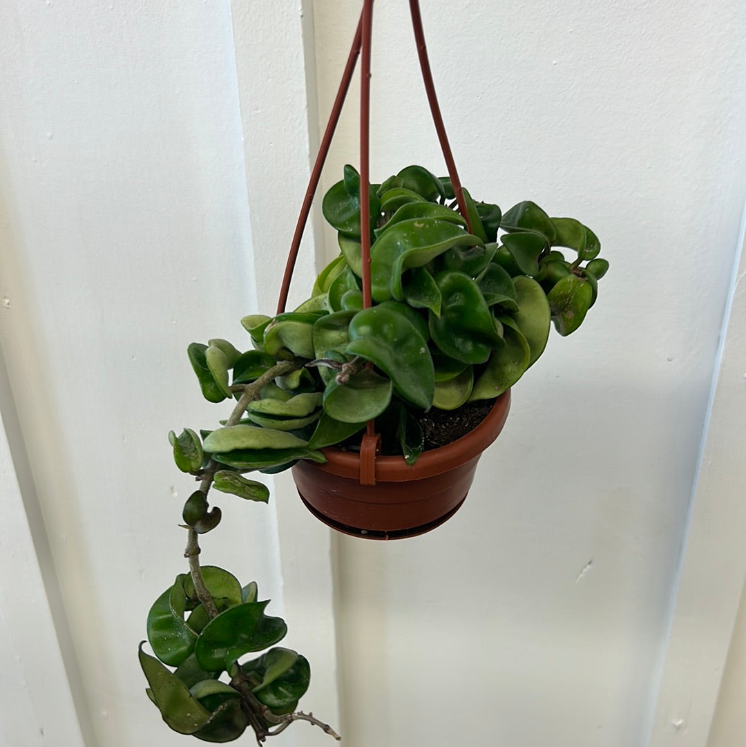 Hoya, 4” hanging basket