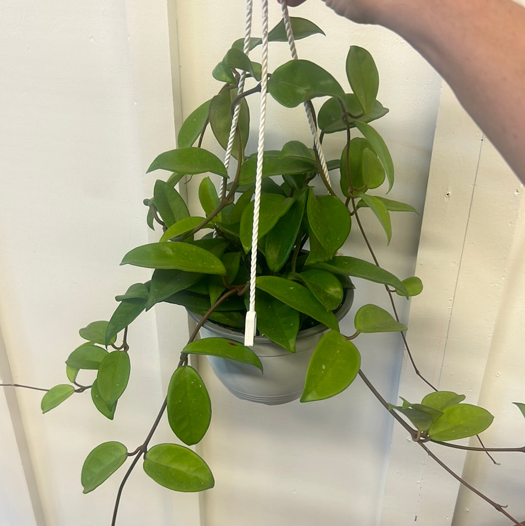 Hoya, 6” hanging basket