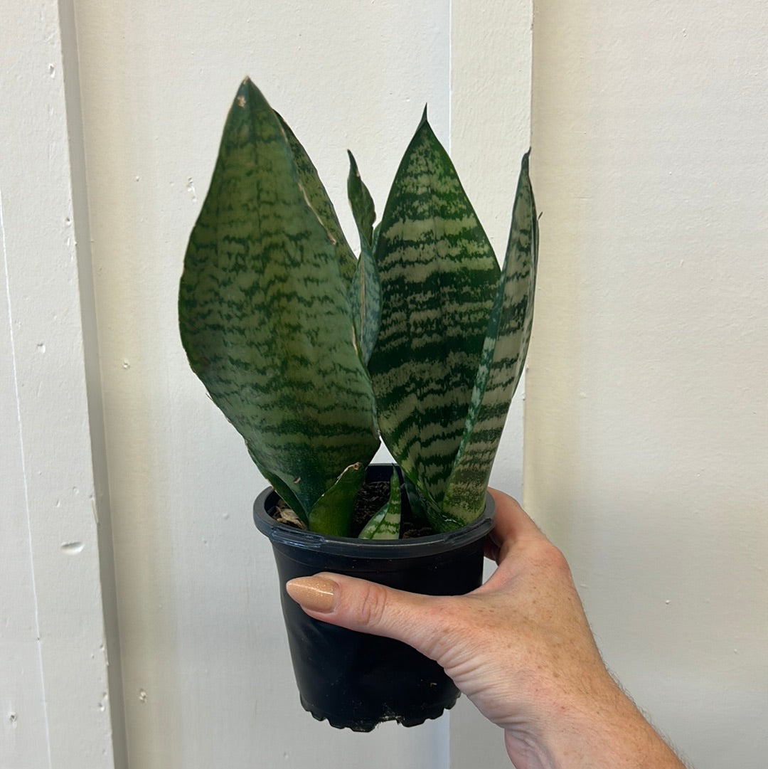 Snake plant, small