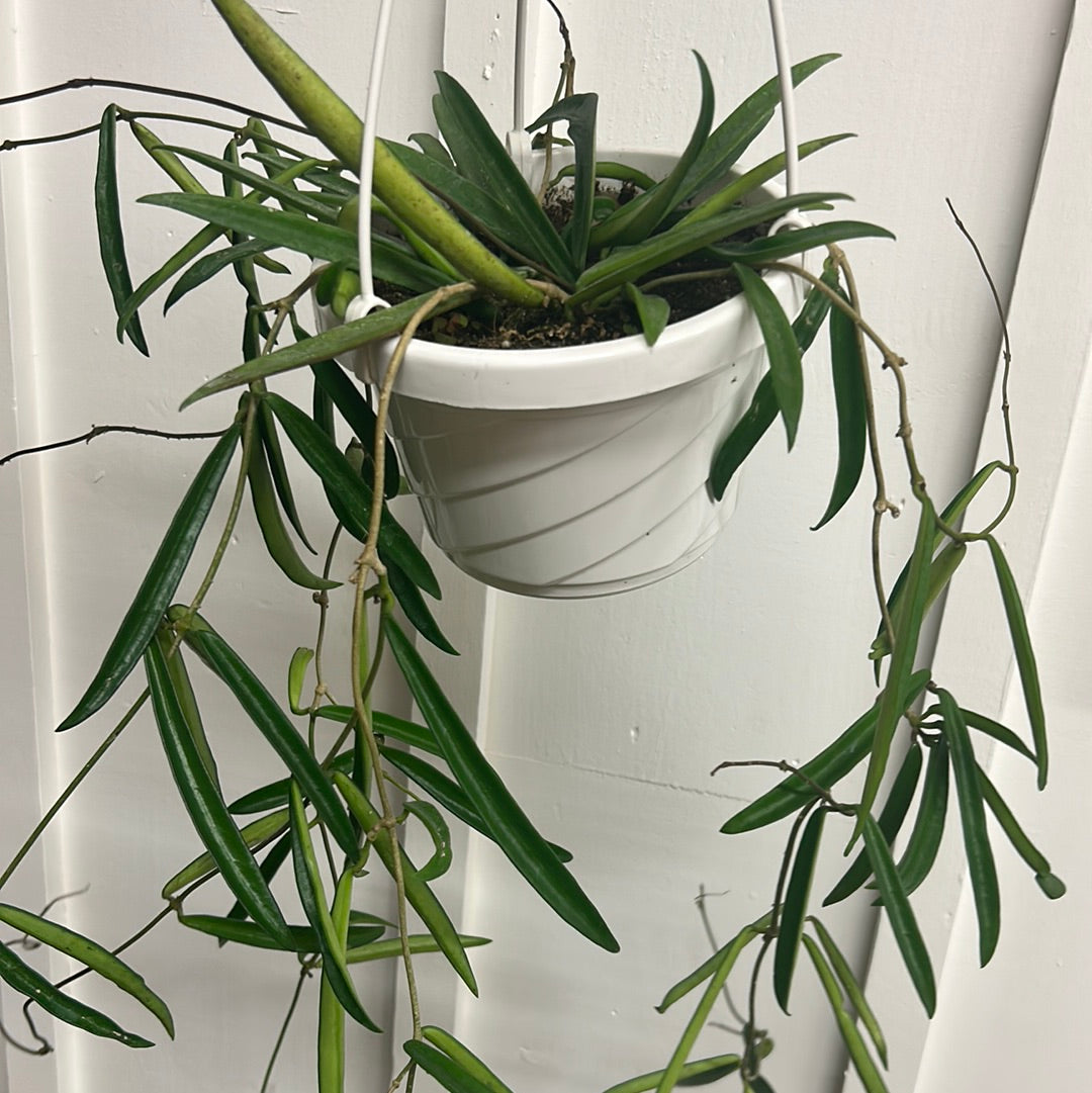 Hoya, 6” hanging basket