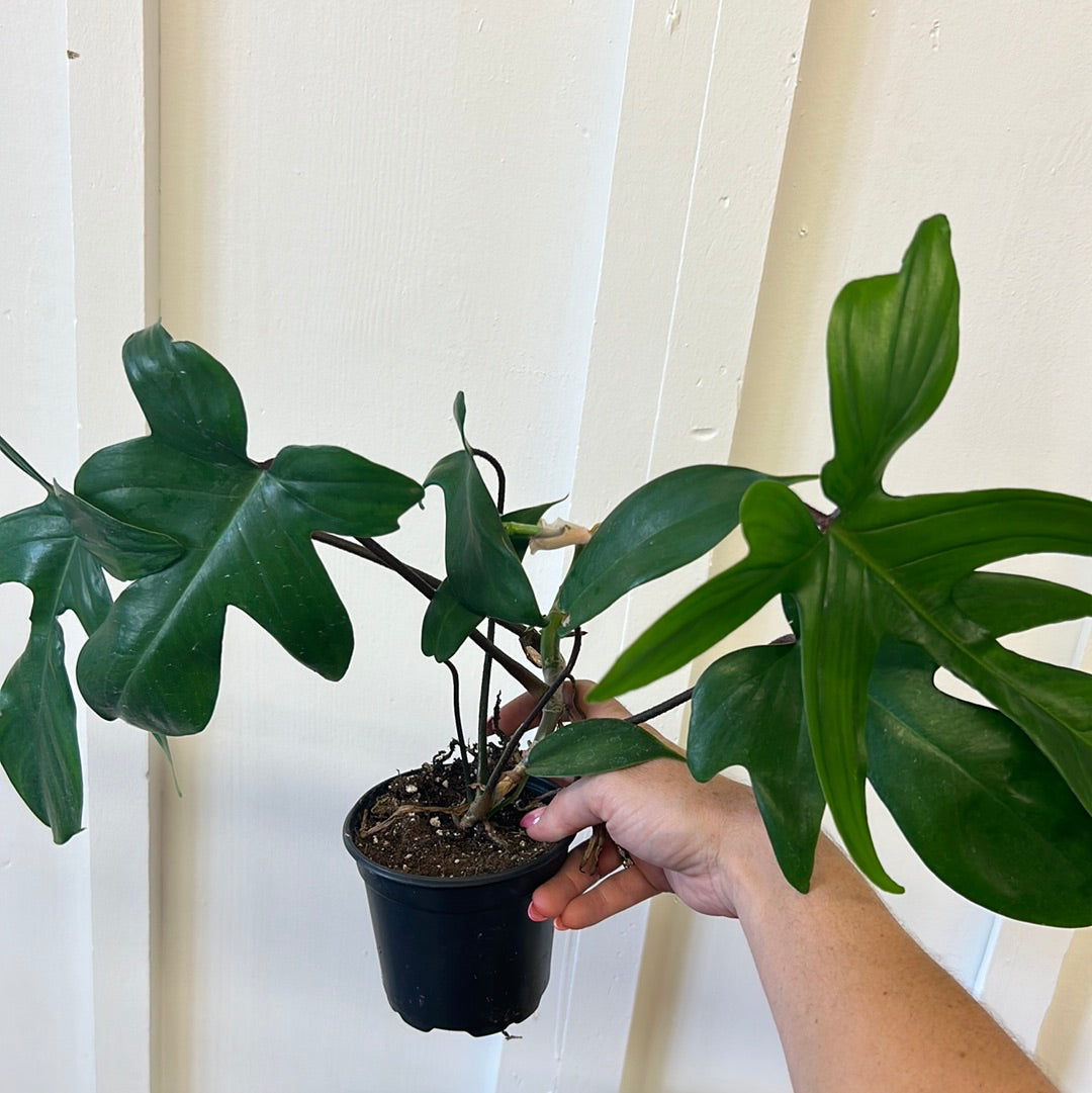 Philodendron 4”