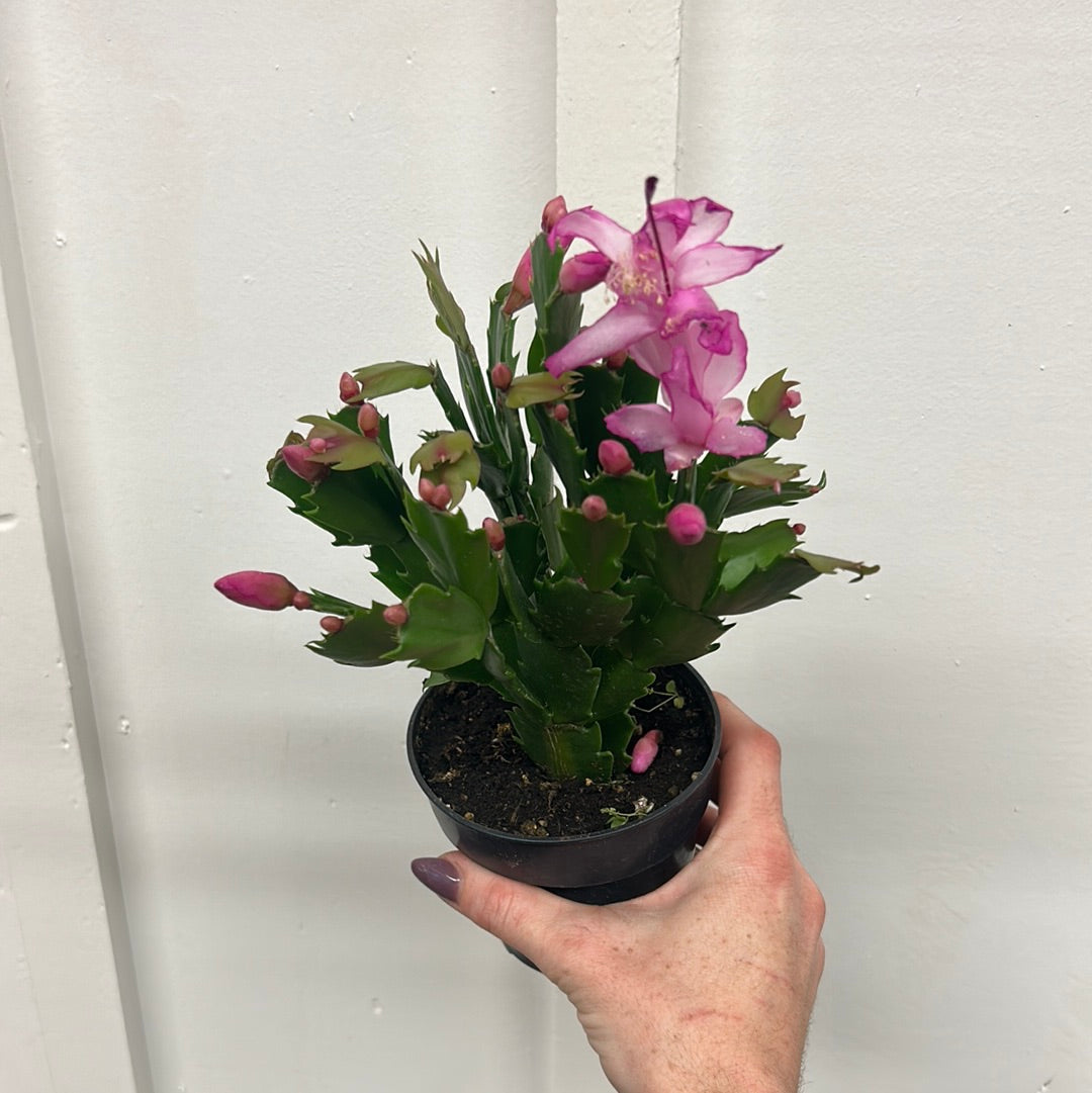 Christmas Cactus, 4”