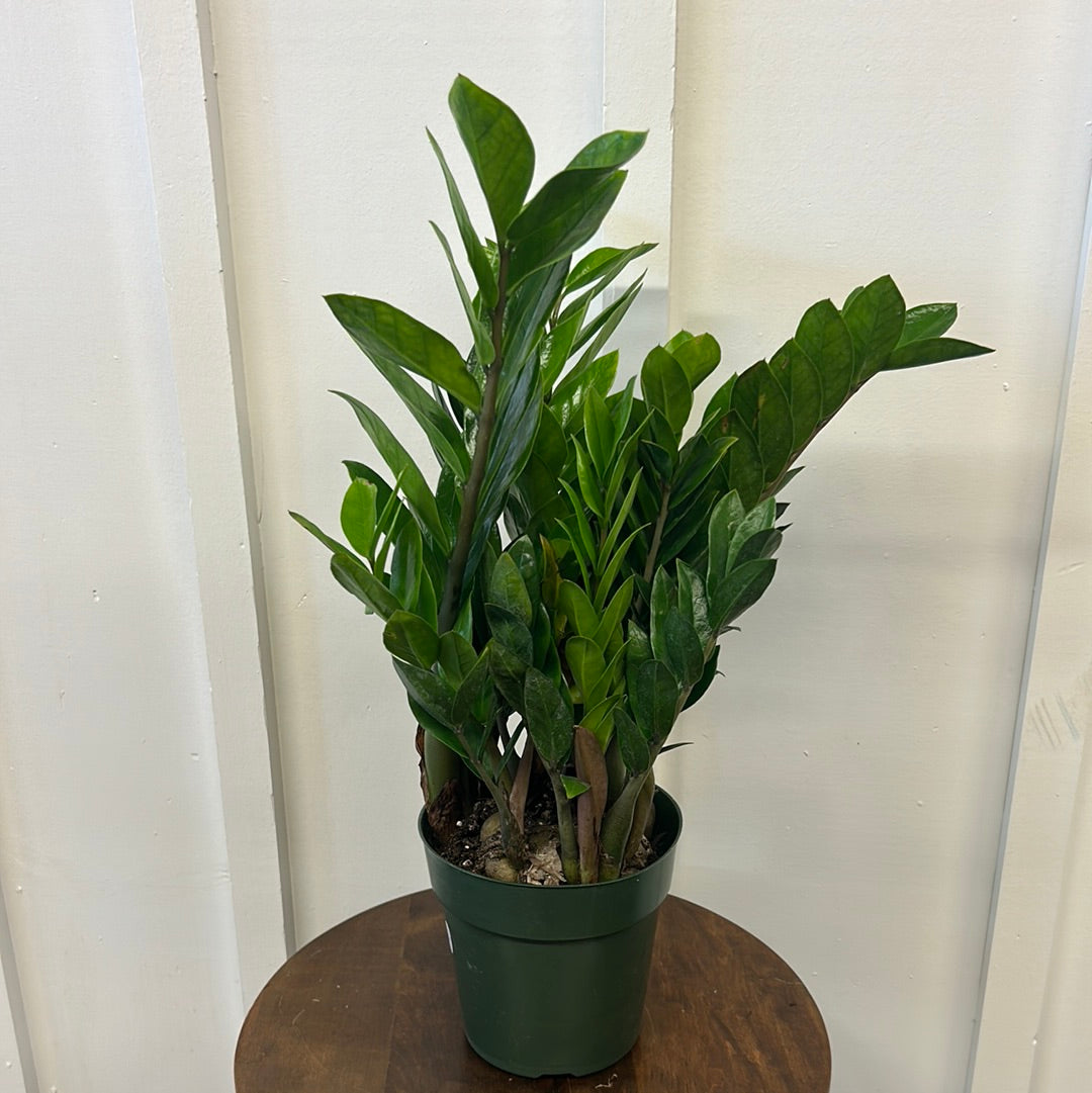 Zz plant, 6”