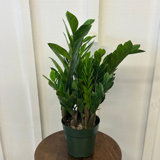 Zz plant, 6”