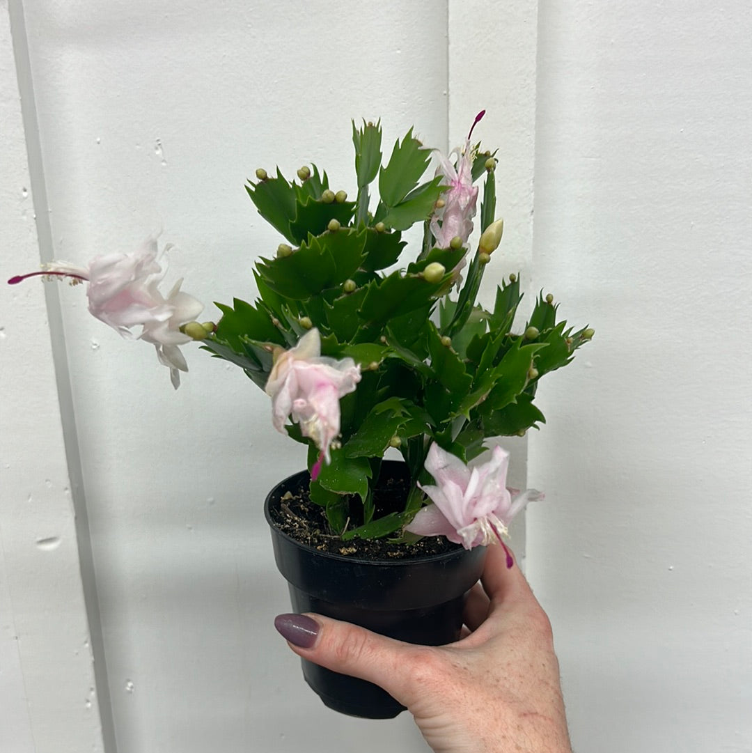 Christmas Cactus, 4”