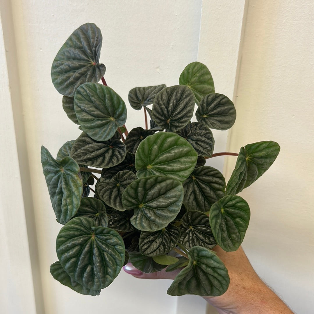 Peperomia 3.25”