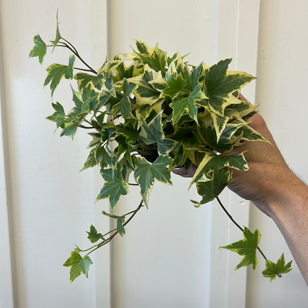 Ivy, 4”