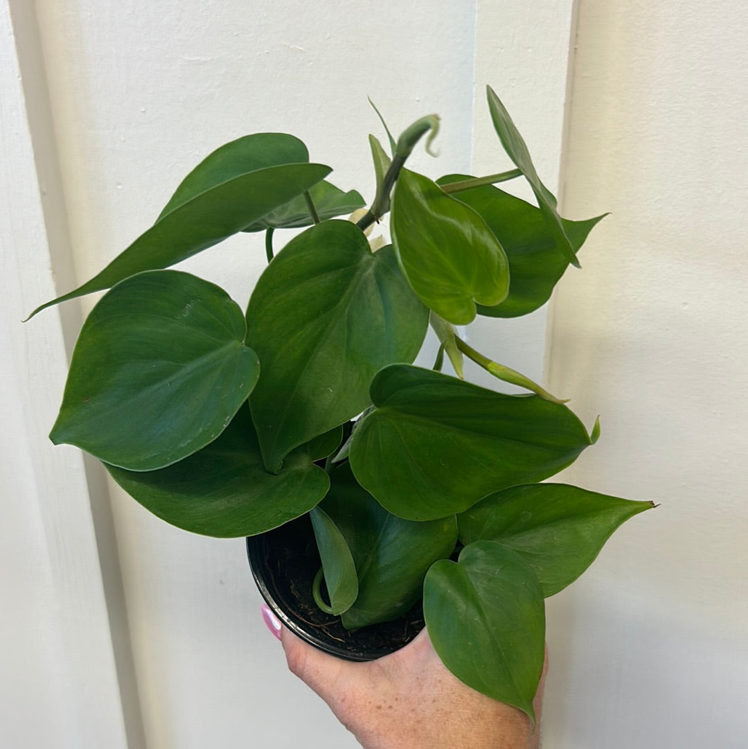 Philodendron 4”