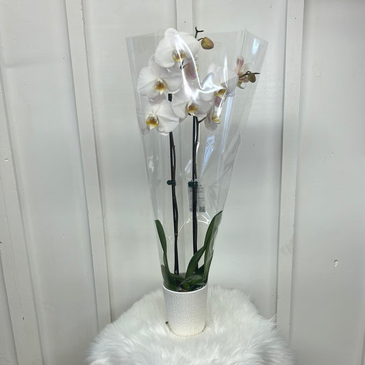 Orchid with ceramic pot, 5” assorted colours