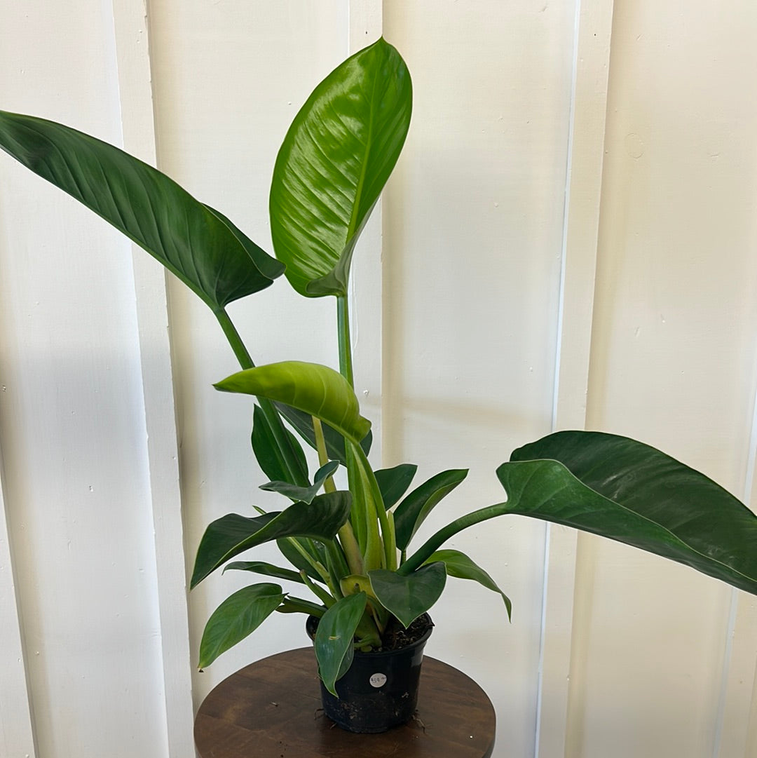 Philodendron, 6”