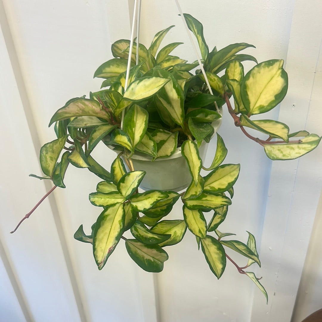 Hoya, 6” hanging basket