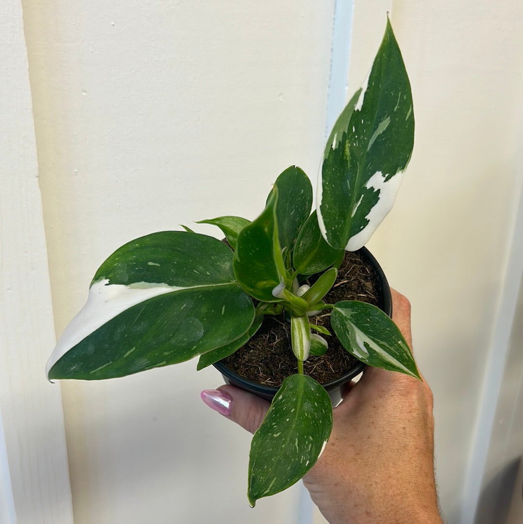 Philodendron 4”