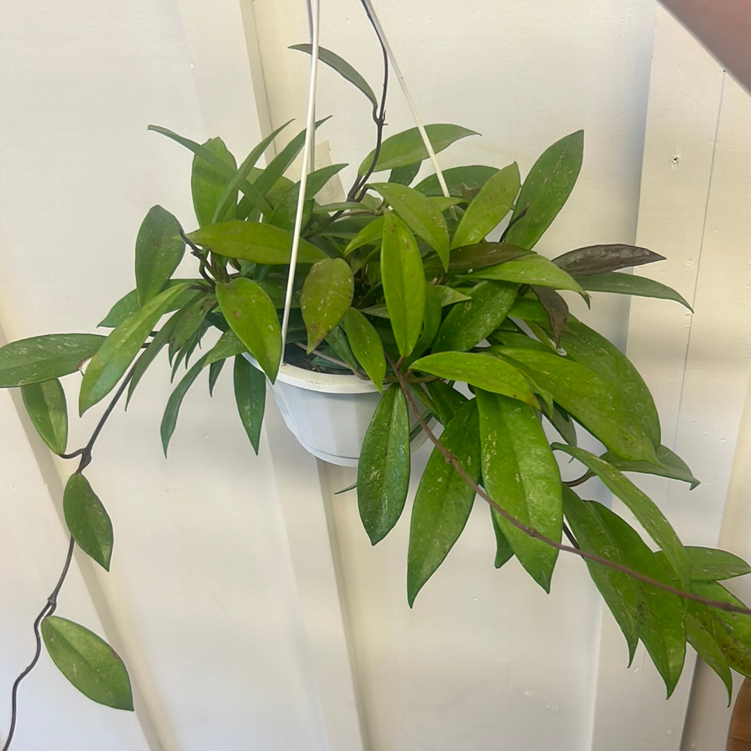 Hoya, 6” hanging basket