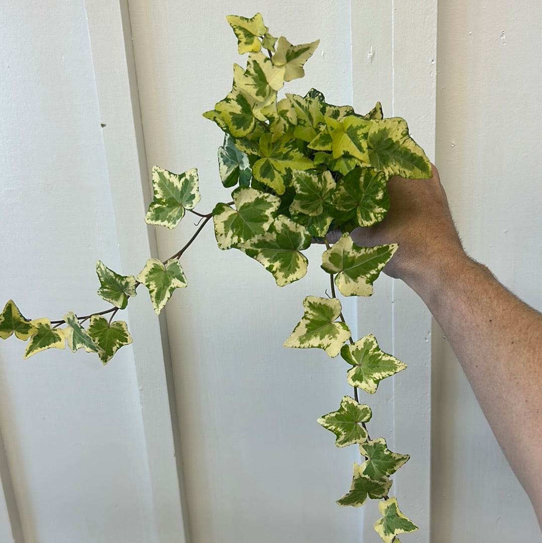 Ivy, 4”