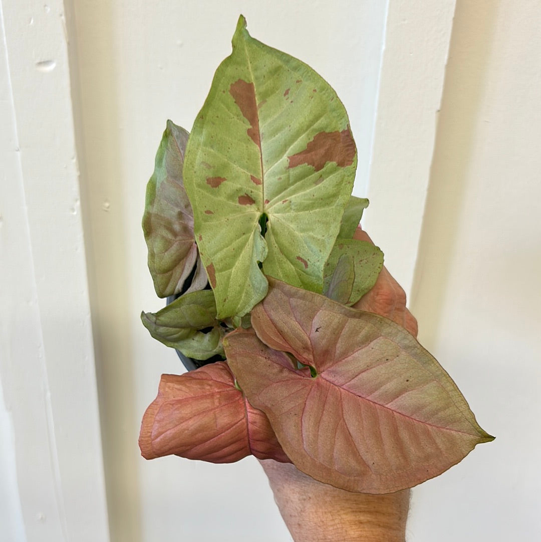 Nephthytis, 4”