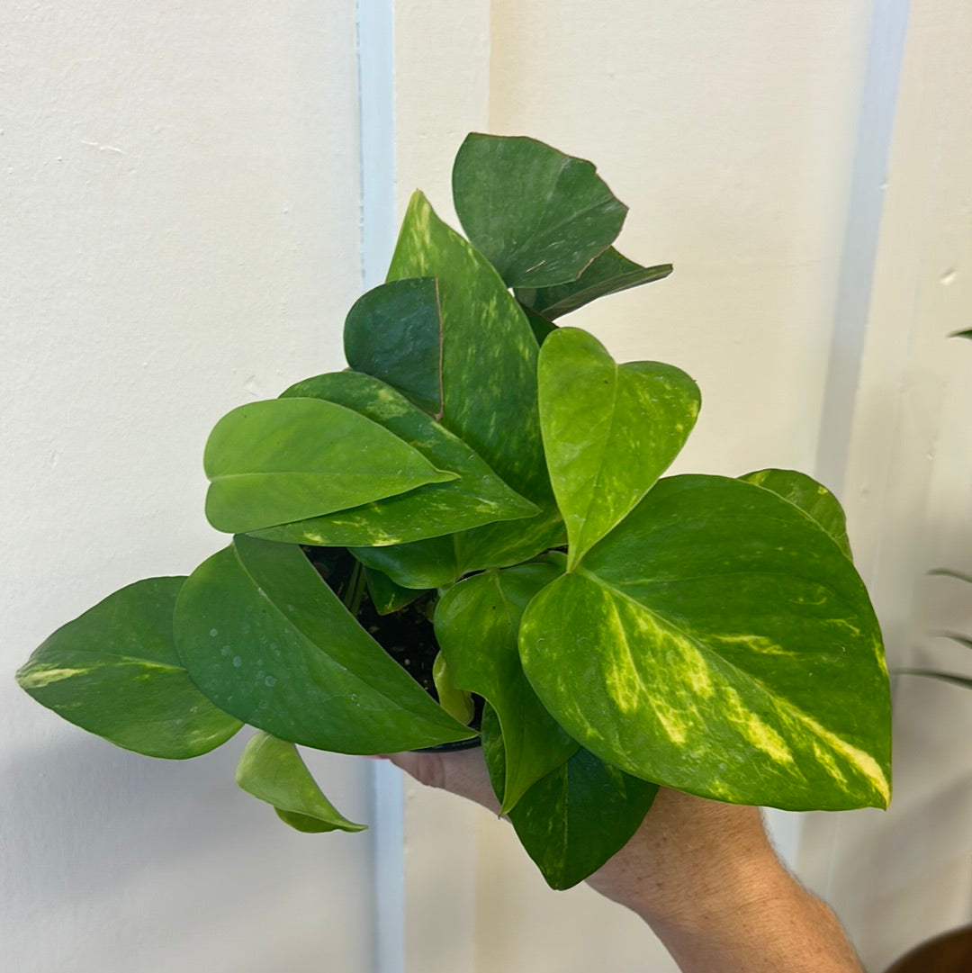 Pothos 4”