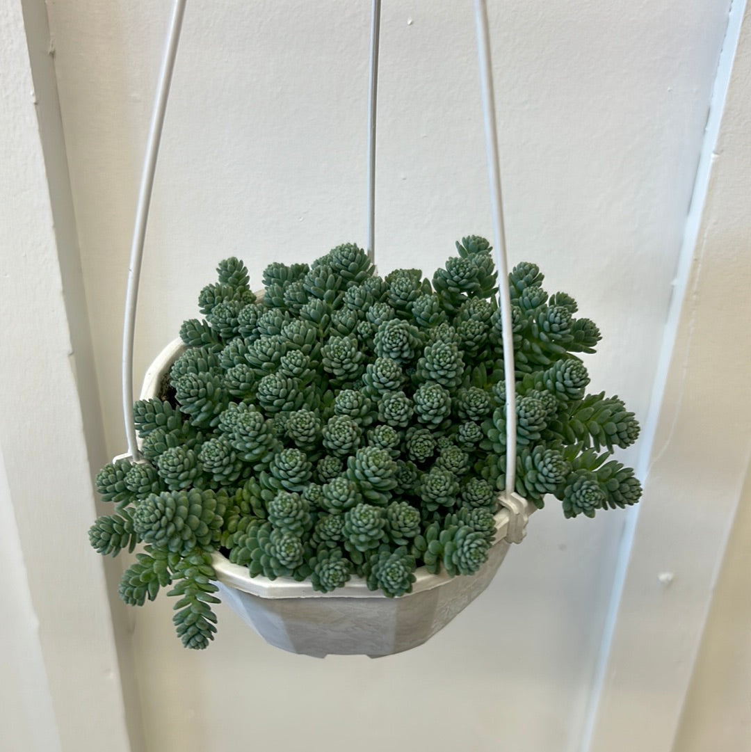 Assorted Succulent, 4.5” hanging basket