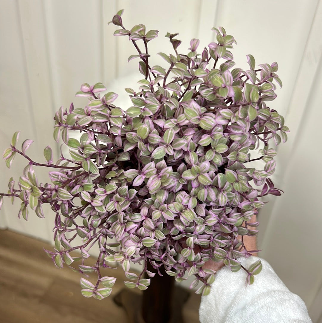 Callisia Pink Lady, 4”