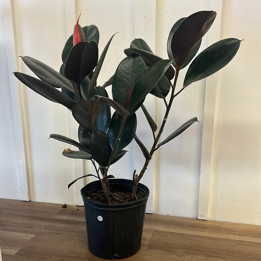 Ficus, 10”