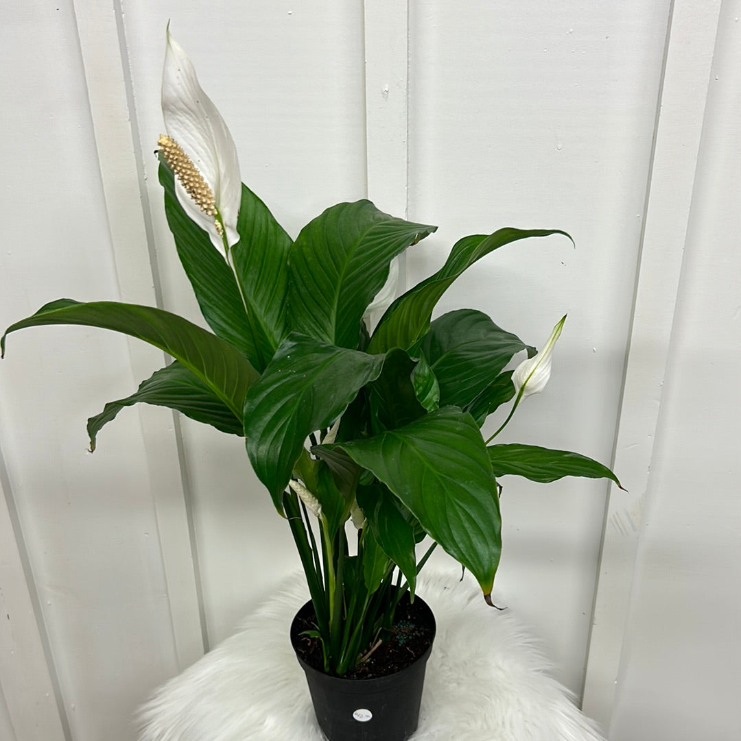 lily white peach Peach Lily, 6” – Laurel & Lace