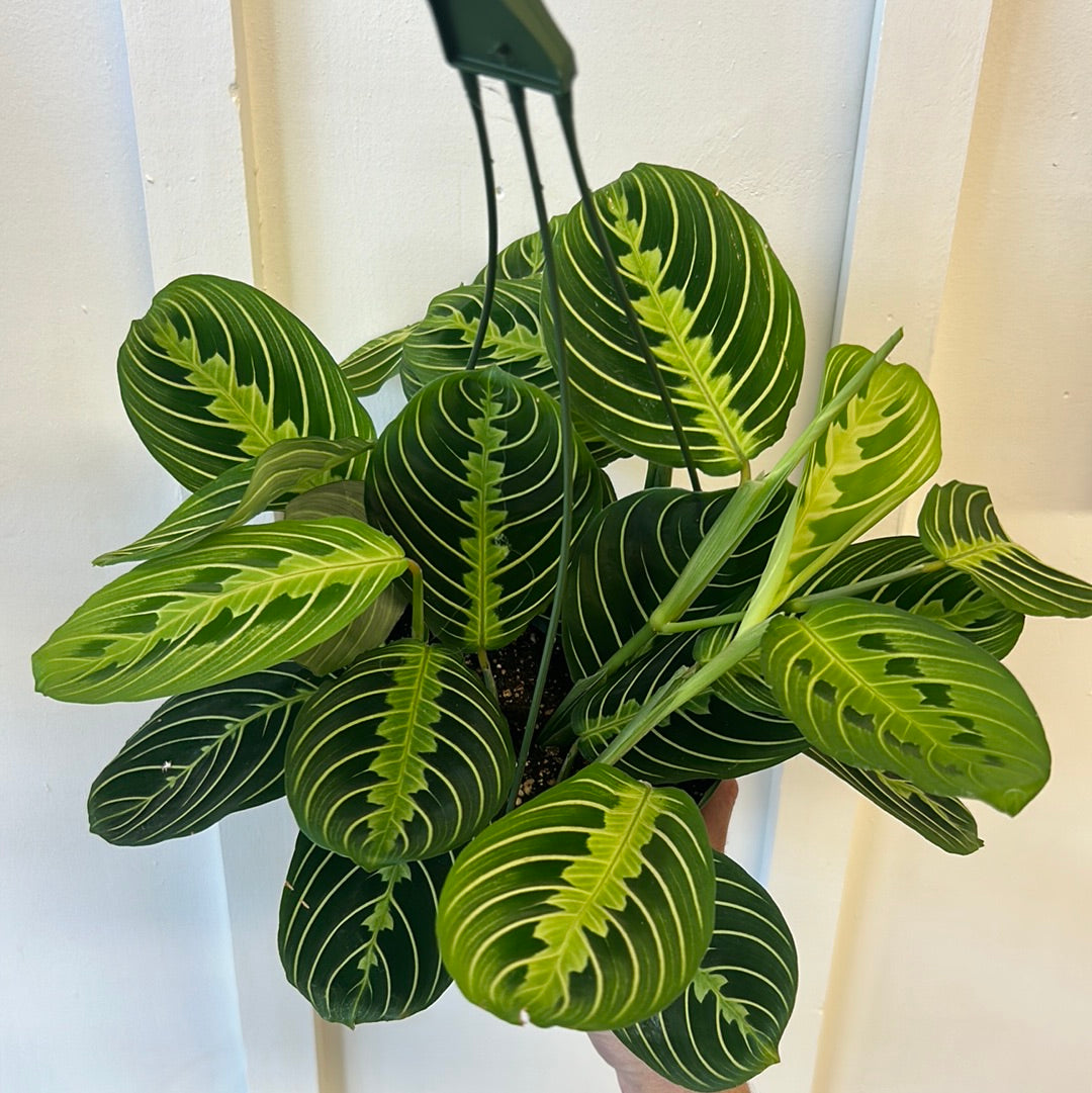 Maranta Plant 6” hanging basket