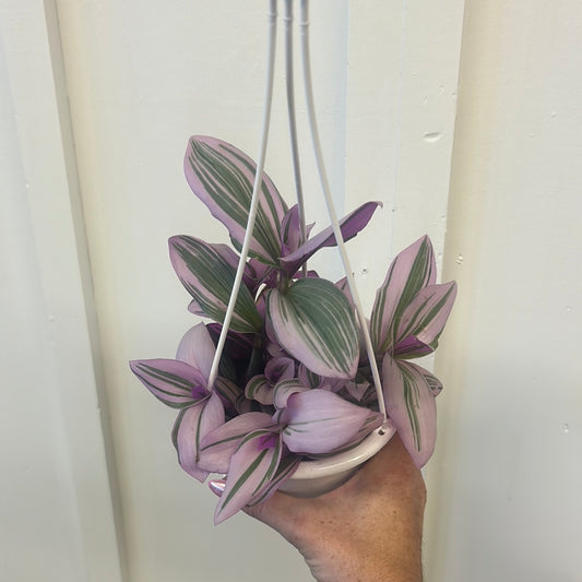 Tradescantia Bubblegum, 4.5” hanging basket