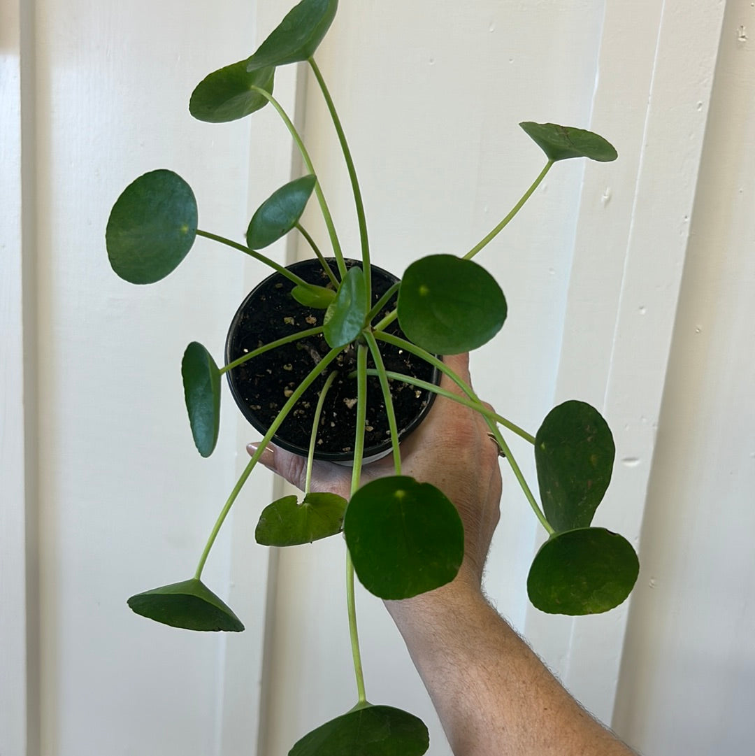 Pilea, 4”