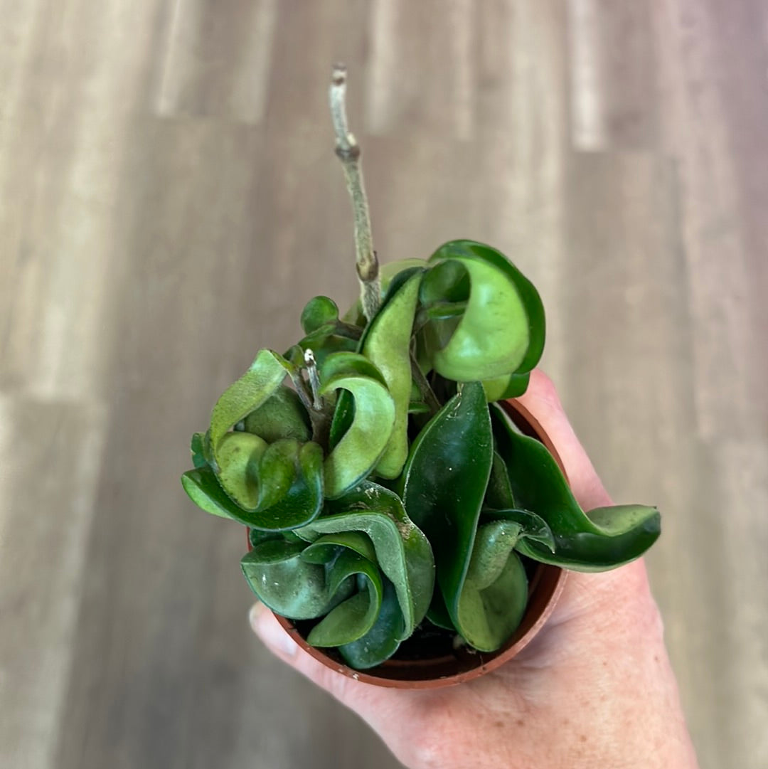 Hoya, 2.5”