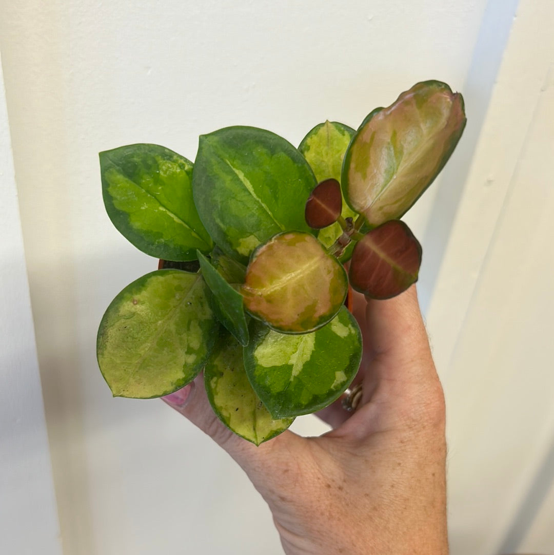 Hoya, 2.5”