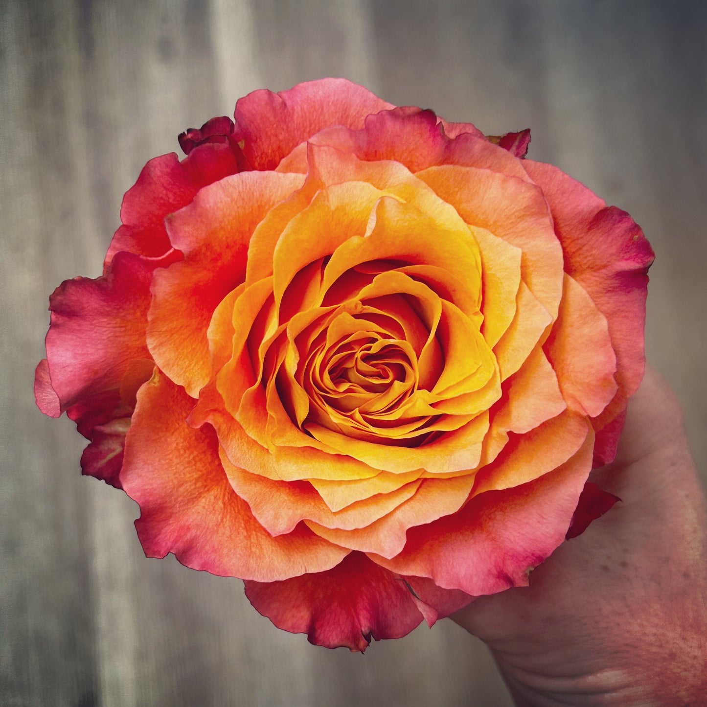 The Saint Rose Arrangement (rose bouquets)