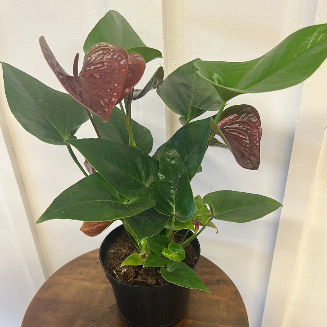 Anthurium Andreanum 6”