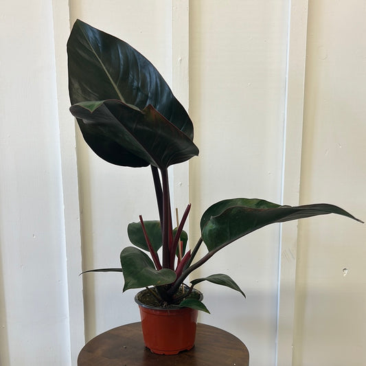 Philodendron, 6”