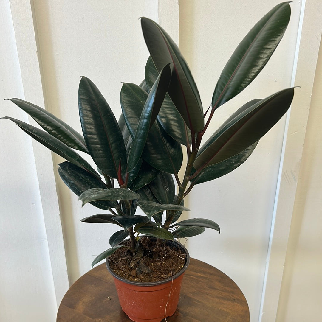Ficus, 6”
