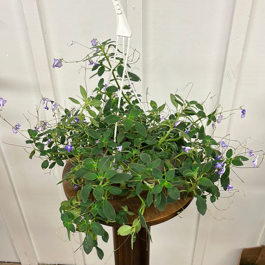 Hypocerta, 8”