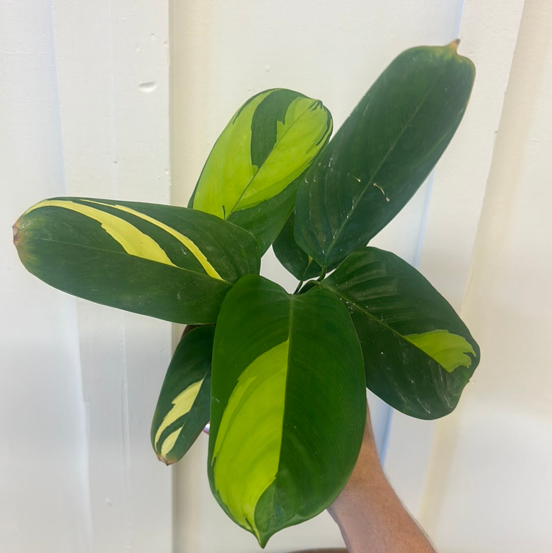 Calathea 4”
