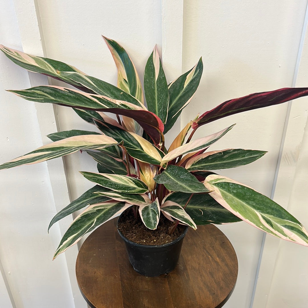 Stromanthe Triostar, 6”