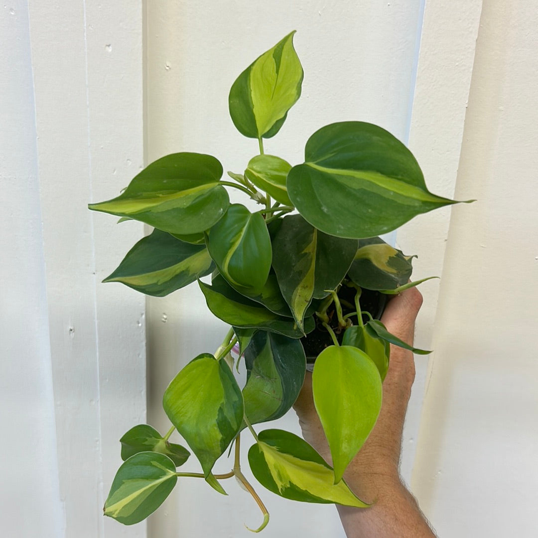 Philodendron 4”