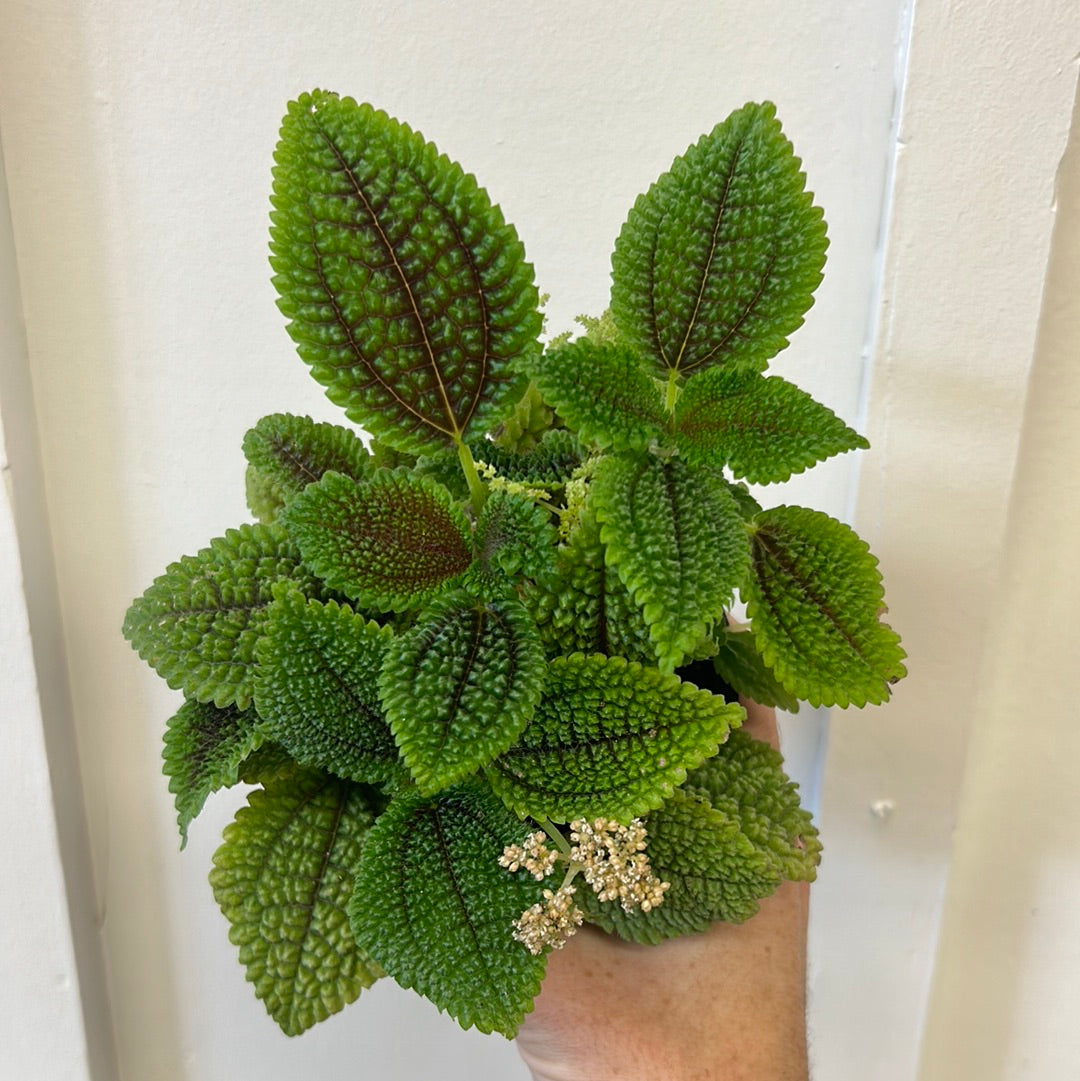 Moon Valley Pilea