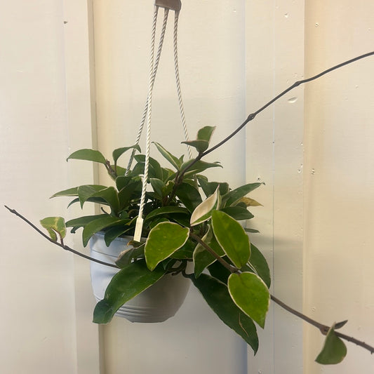 Hoya, 6” hanging basket