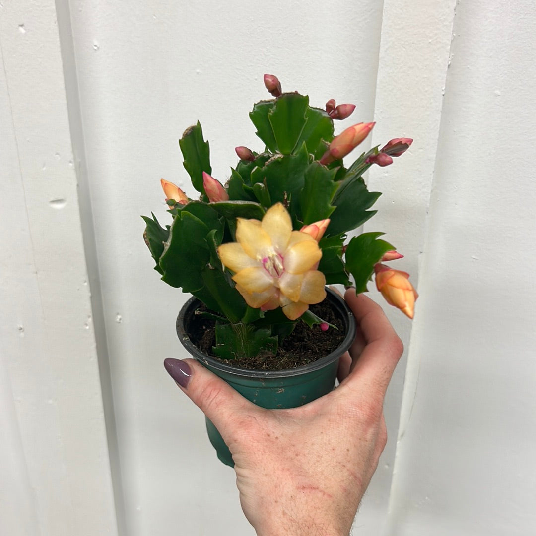 Christmas Cactus, 4”