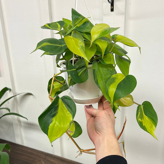 Philodendron, 4” hanging basket