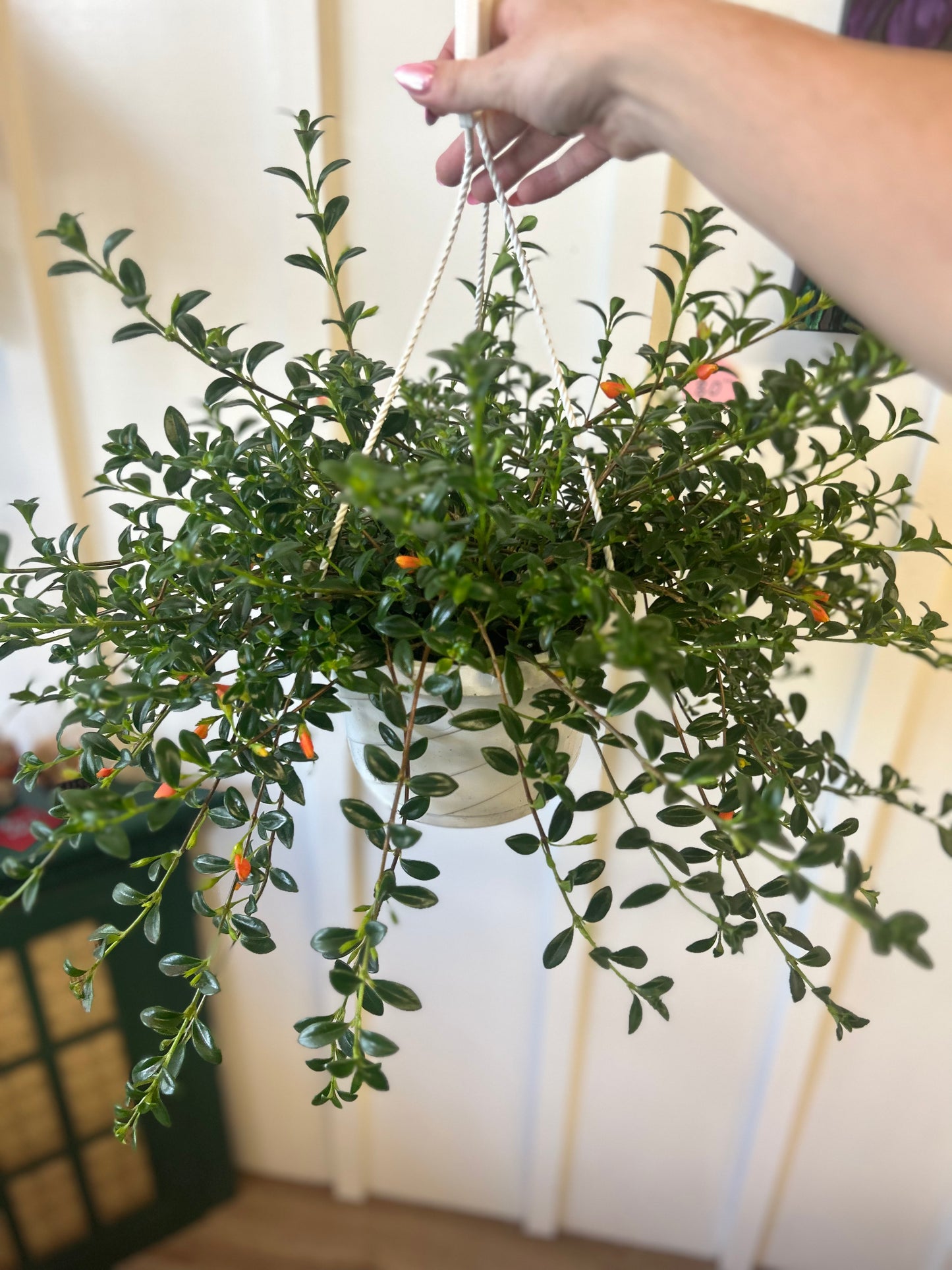 Goldfish Plant, hanging basket