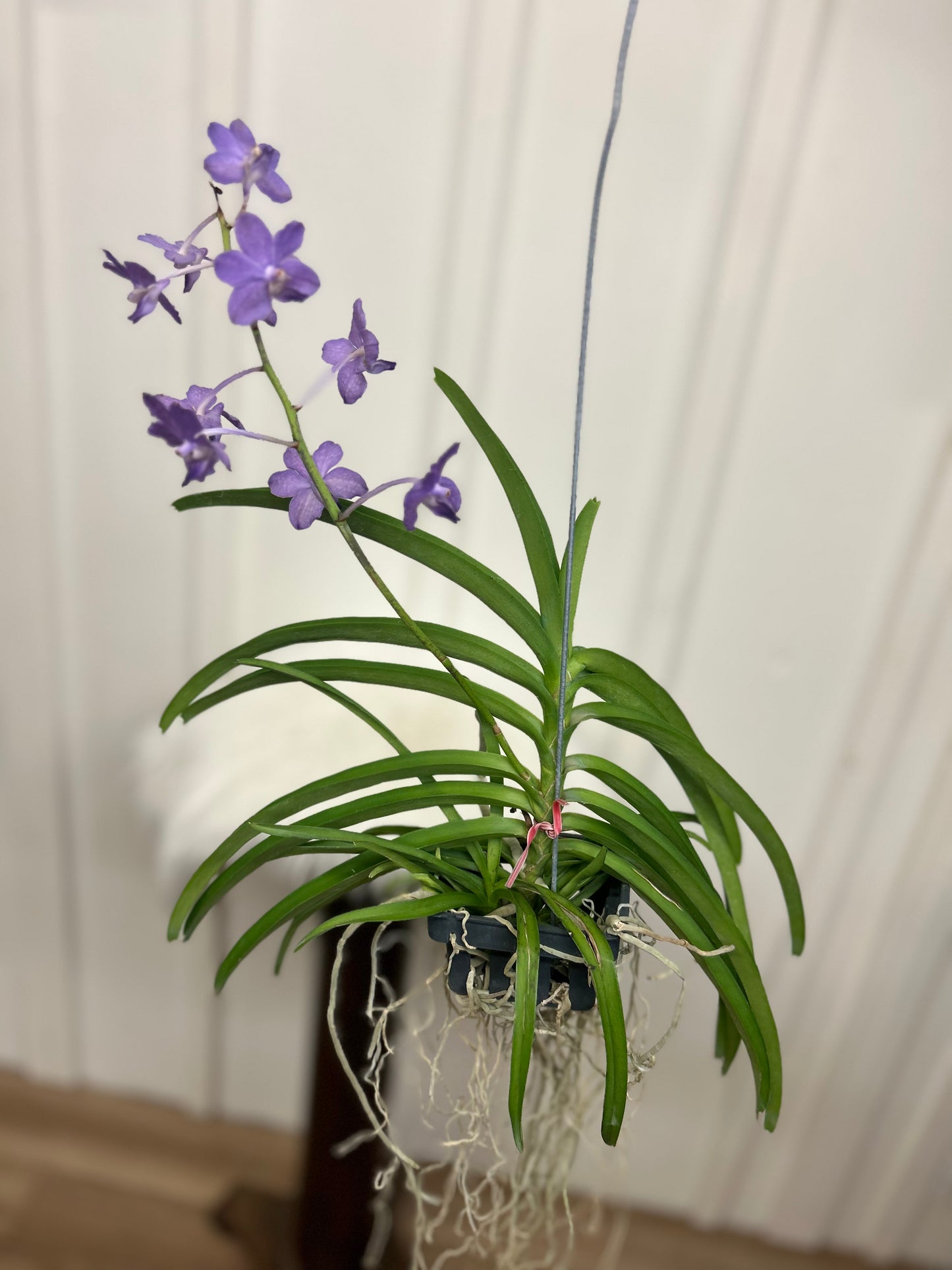 Vanda Orchid