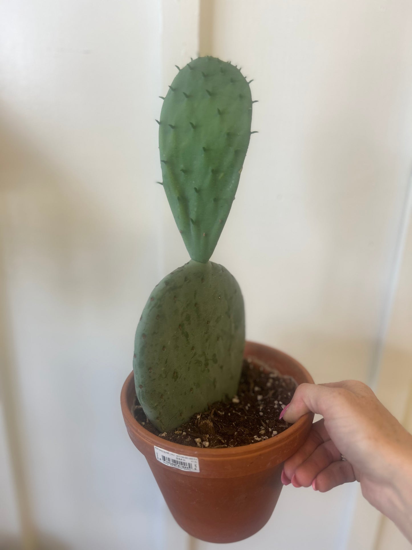 6” Cactus in Clay Pot
