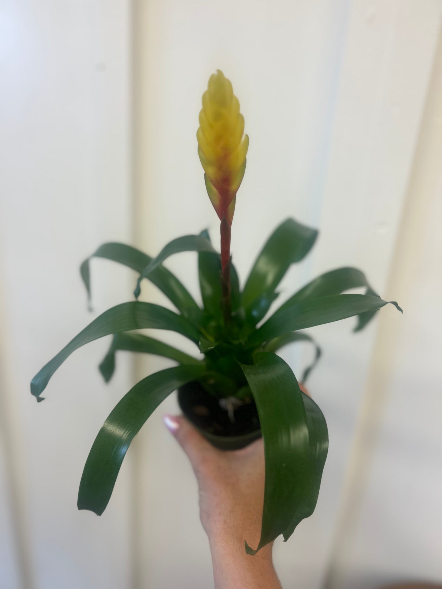 Bromeliad