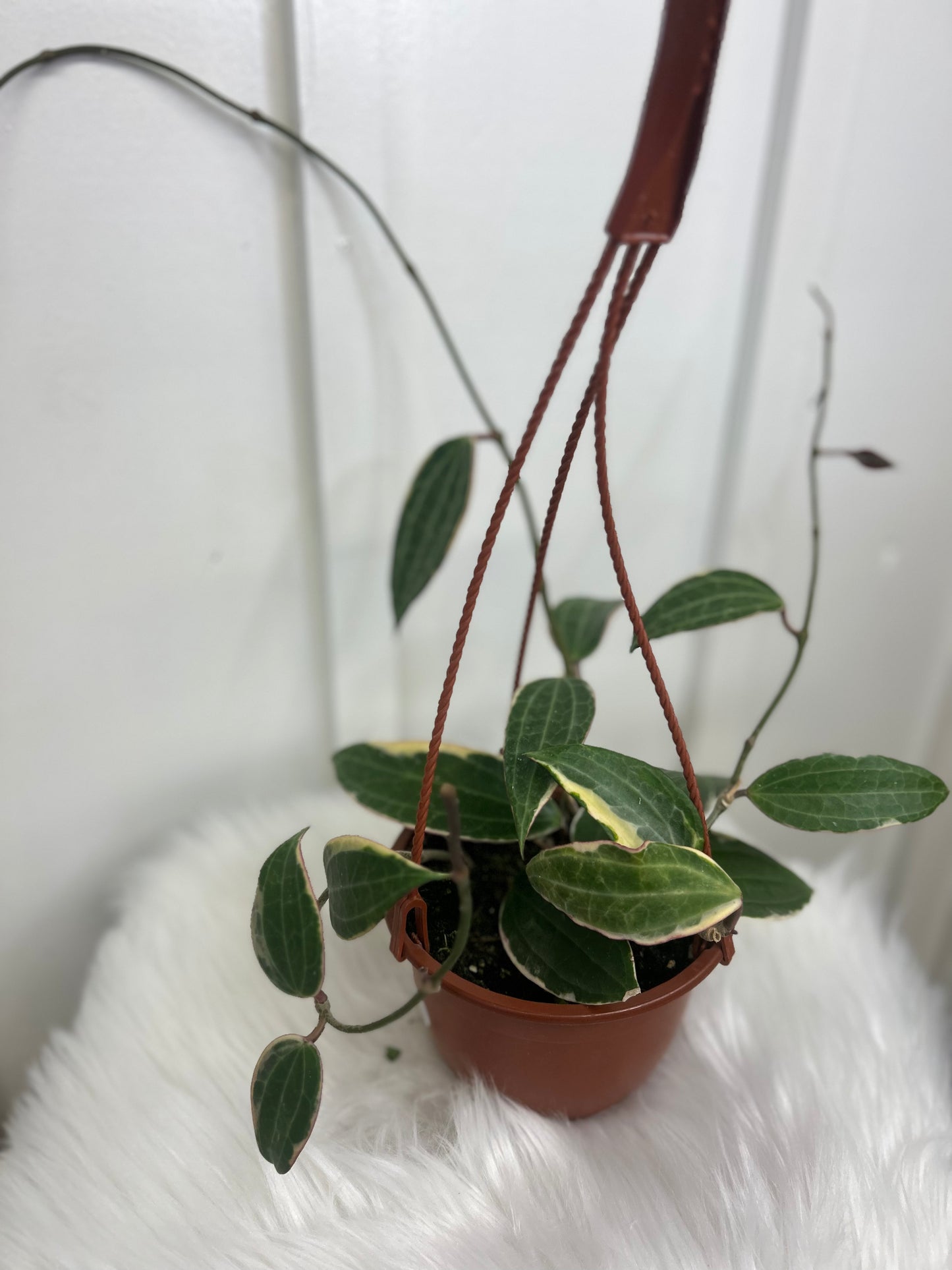 Hoya, 6” hanging basket