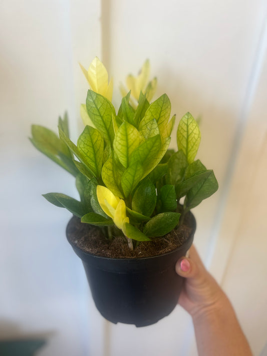 Chameleon Zz Plant, 6”